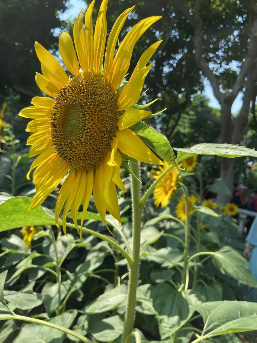 1648434650115788.jpg 1648434650115788.jpg