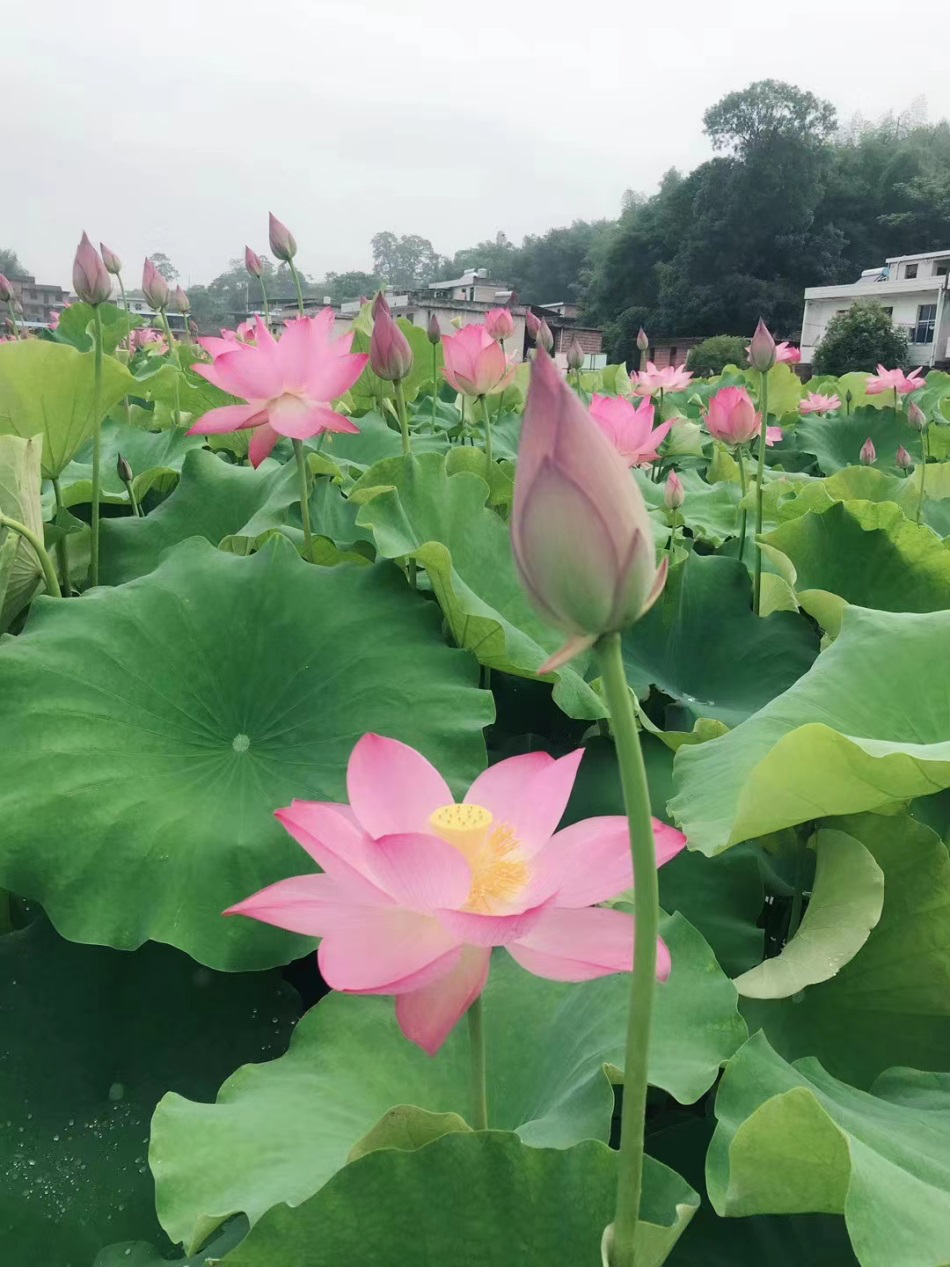 1666231259399750.png 圖片6.png